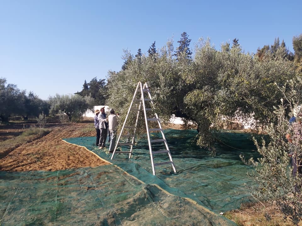Filet Pour Cueillette Olives Et Noisettes - 6x6 M, Anti-épines, Léger Et Stable - Pour Récolte Facile Et Propre
