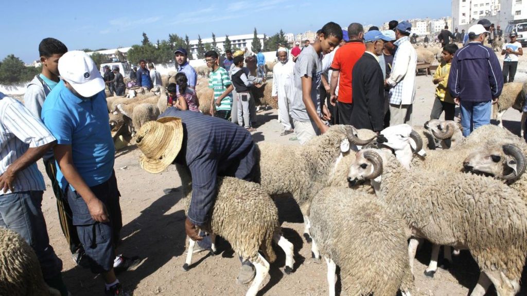 Moutons de l’Aïd : un point de vente au kilo à Oued Ellil