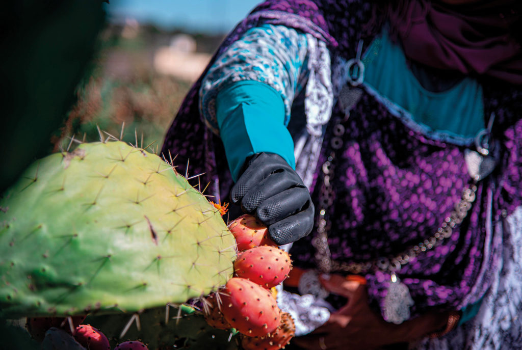 Figue de barbarie : plus de 50% des superficies infestées par la cochenille de cactus