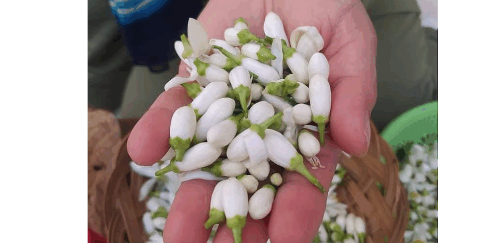 Nabeul, au parfum de l’oranger bigaradier