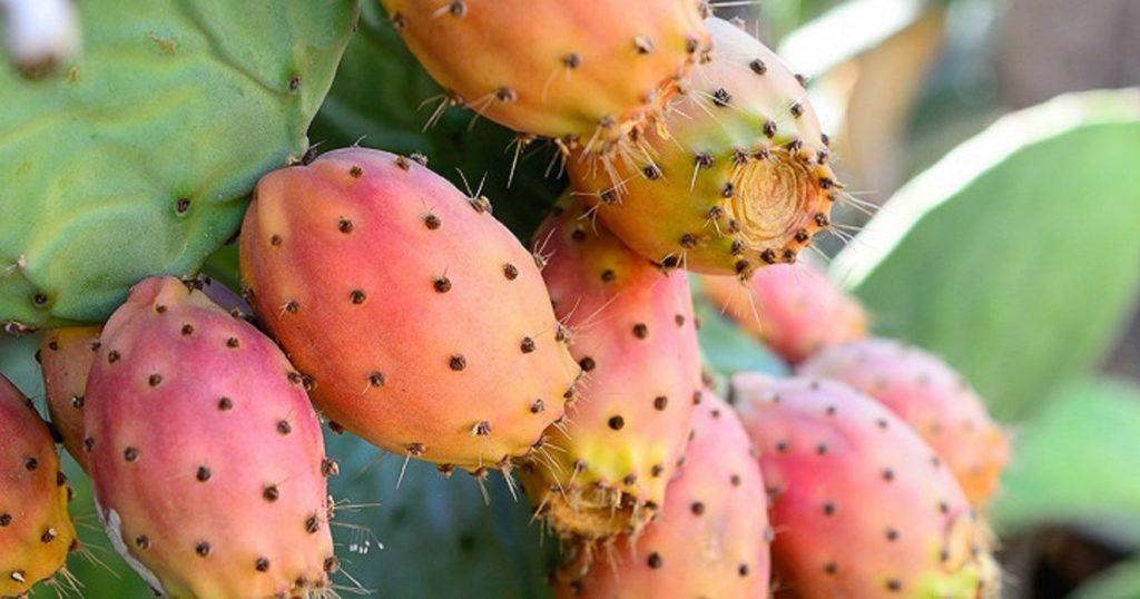 Kasserine : une récolte de 250 mille tonnes de figues de barbarie attendue