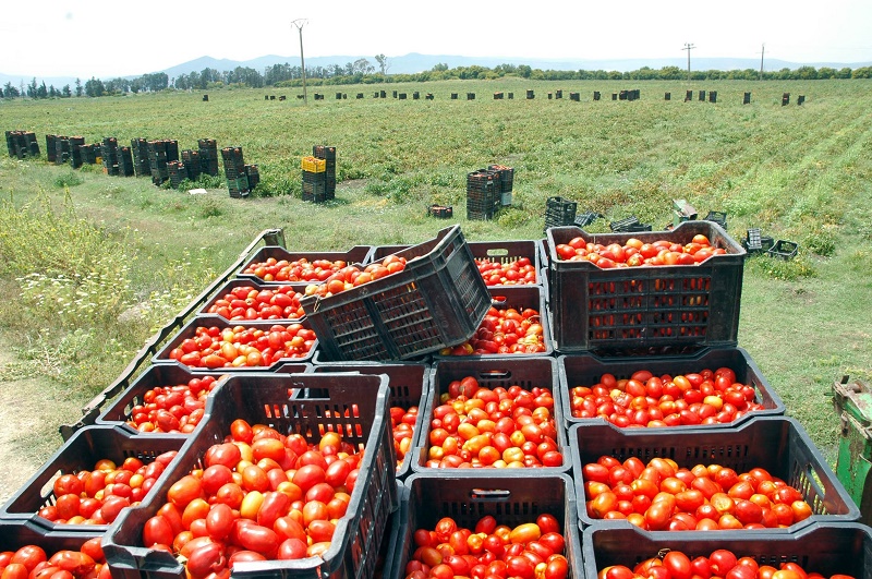 Nabeul : clôture de la saison avec une récolte d’environ 260 000 tonnes de tomates