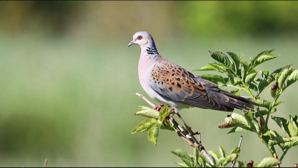 A Kairouan, les tourterelles tardent à arriver