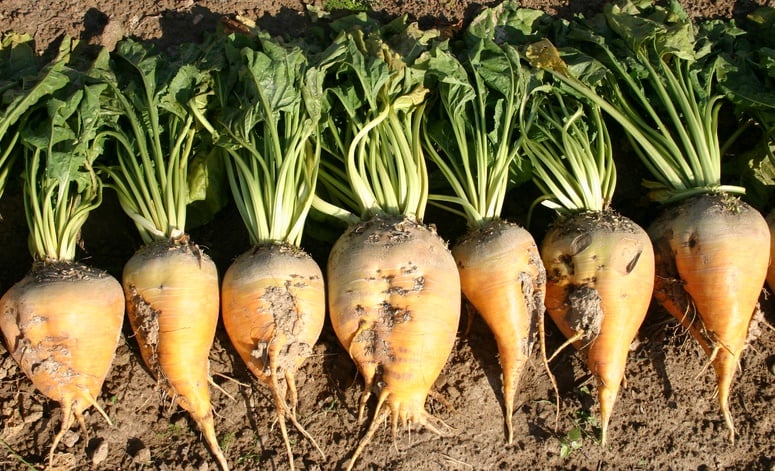 Lancement de la saison de la betterave à sucre à Jendouba