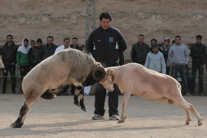 La béliomachie revient en force : le prix d’un bélier de combat dépasse les 10 mille dinars bélier