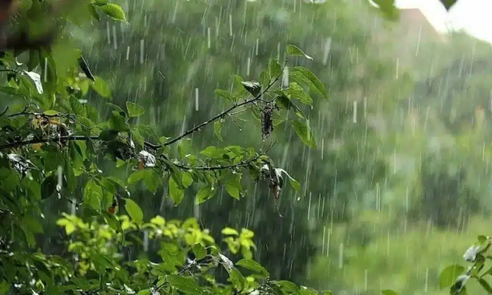Quand la pluie devient stratégique : les enjeux agricoles à Kébili