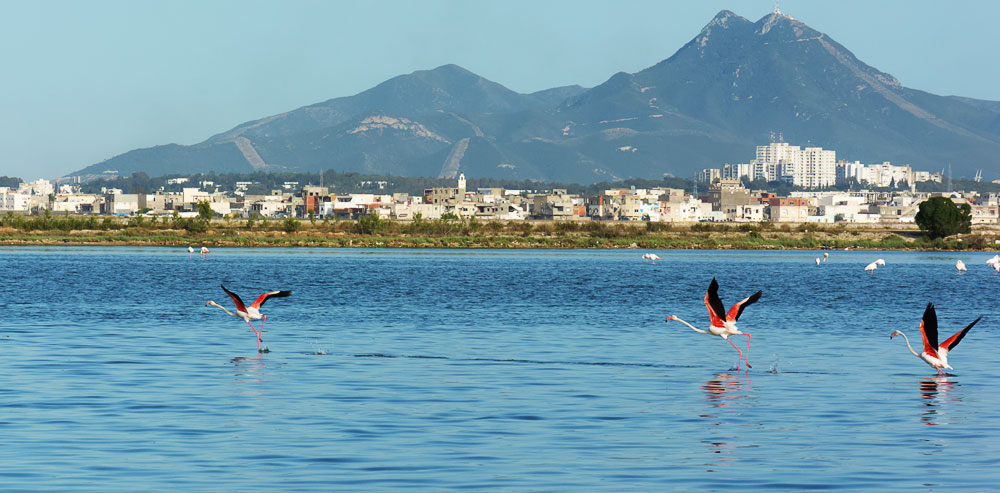 Montée des eaux du Lac de Tunis : quelles réponses pour protéger les zones urbaines ?