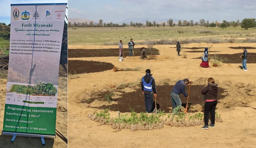 Kairouan déploie 8000 arbres Miyawaki autour de sa future Cité médicale