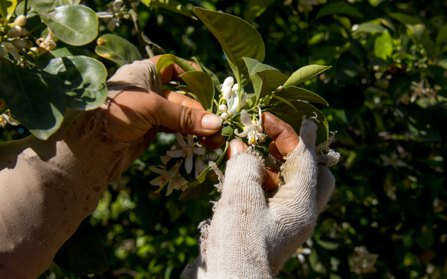A Nabeul, des bigaradiers chargés de fleurs ne trouvent pas de bras pour la récolte