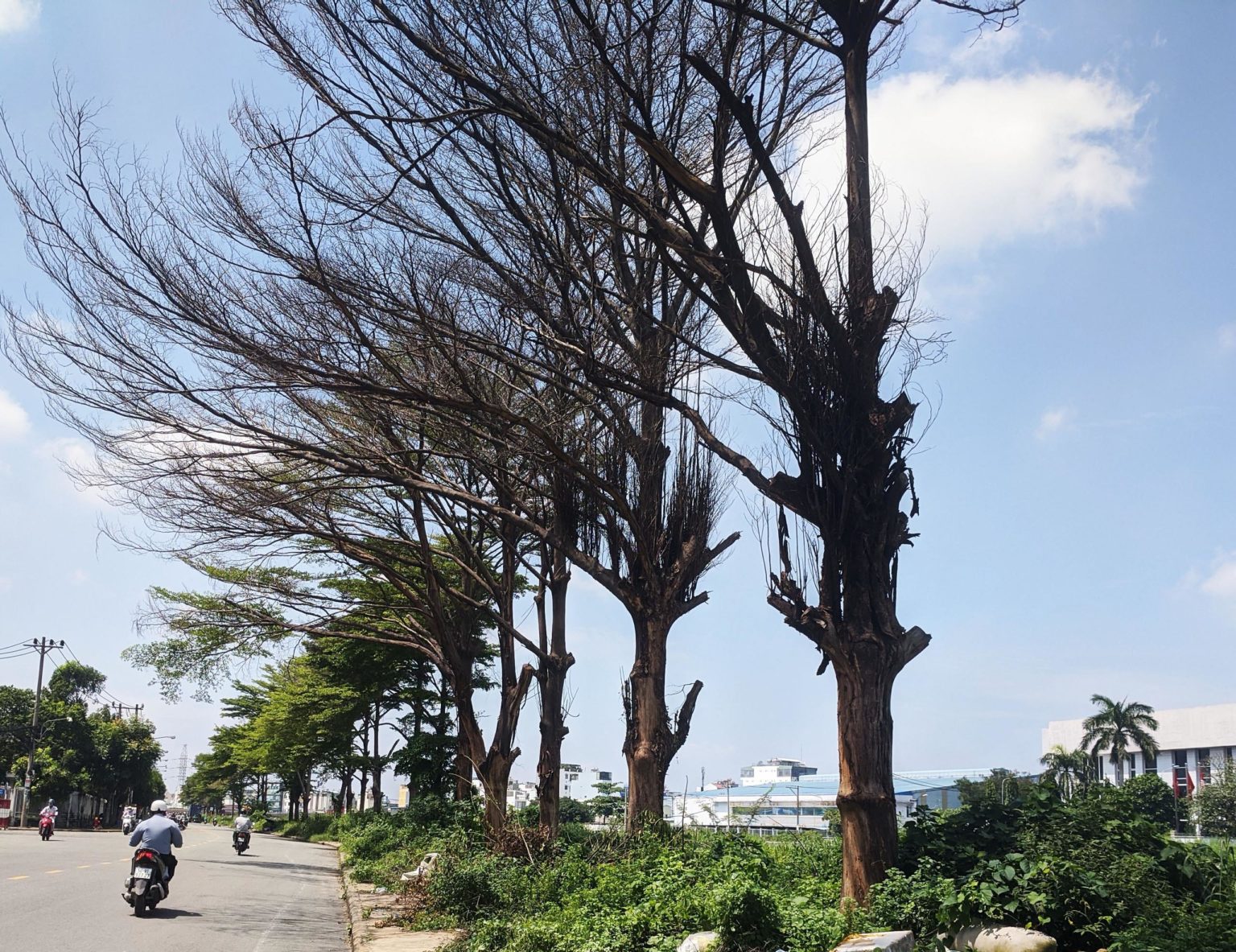 Planter n’est pas verdir : la ville face à ses arbres oubliés arbre
