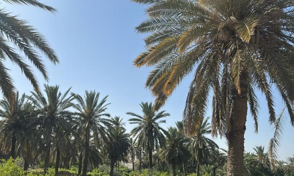 Tozeur : renforcement des moyens de lutte contre les incendies dans les oasis