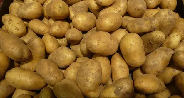 Agriculture : Gafsa prévoit 16.000 tonnes de pommes de terre cette saison
