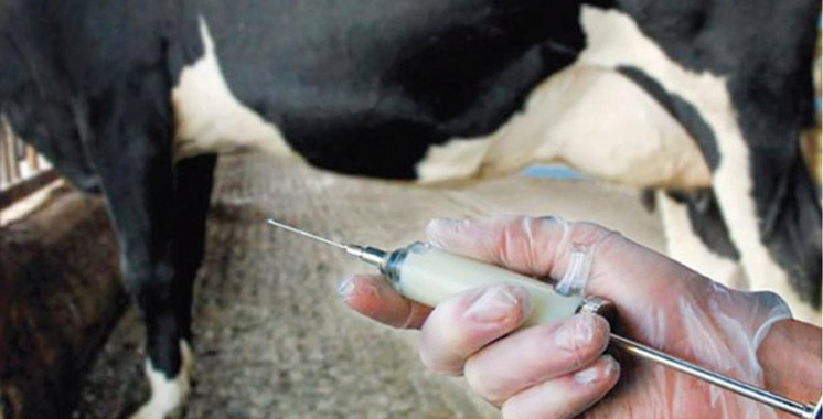 Tataouine : 100 % du cheptel bovin vacciné contre la fièvre aphteuse
