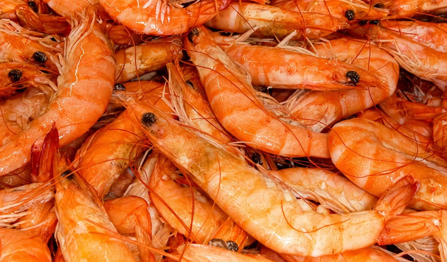 Crevettes en Tunisie : TUNSEA dément les rumeurs sur leur salubrité