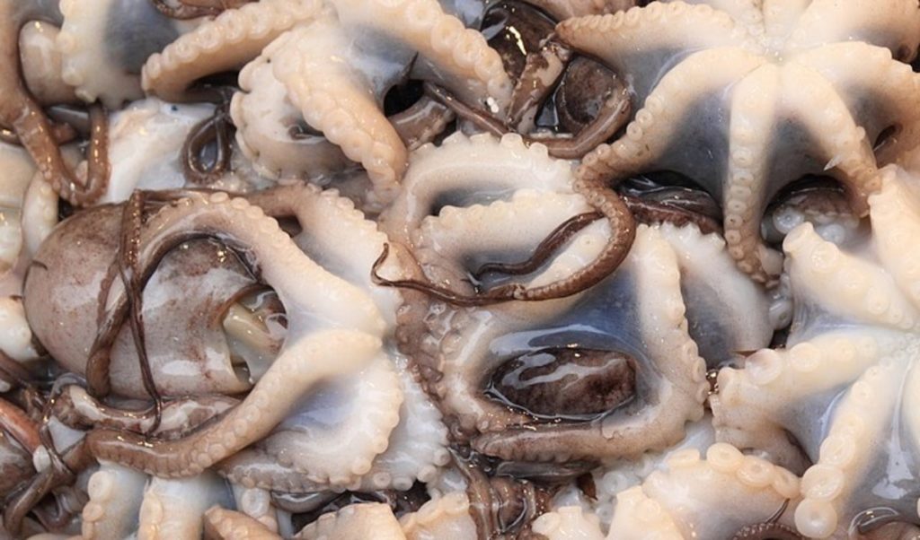 Pêche au poulpe : l’interdiction prolongée jusqu’au 15 novembre 2026 en Tunisie